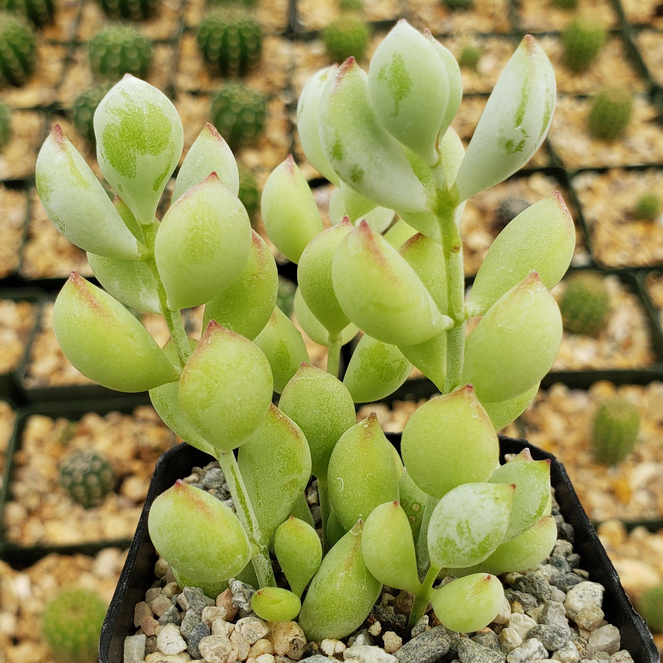 cotyledon succulent Cotyledon pendens