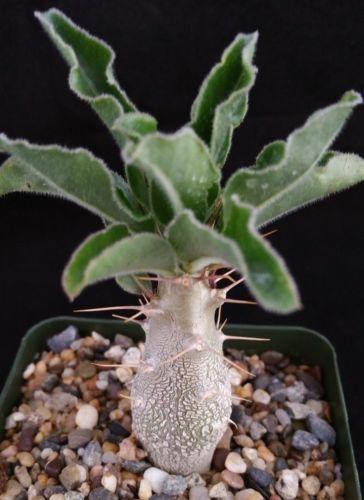 succulent with thick trunk Pachypodium lealii