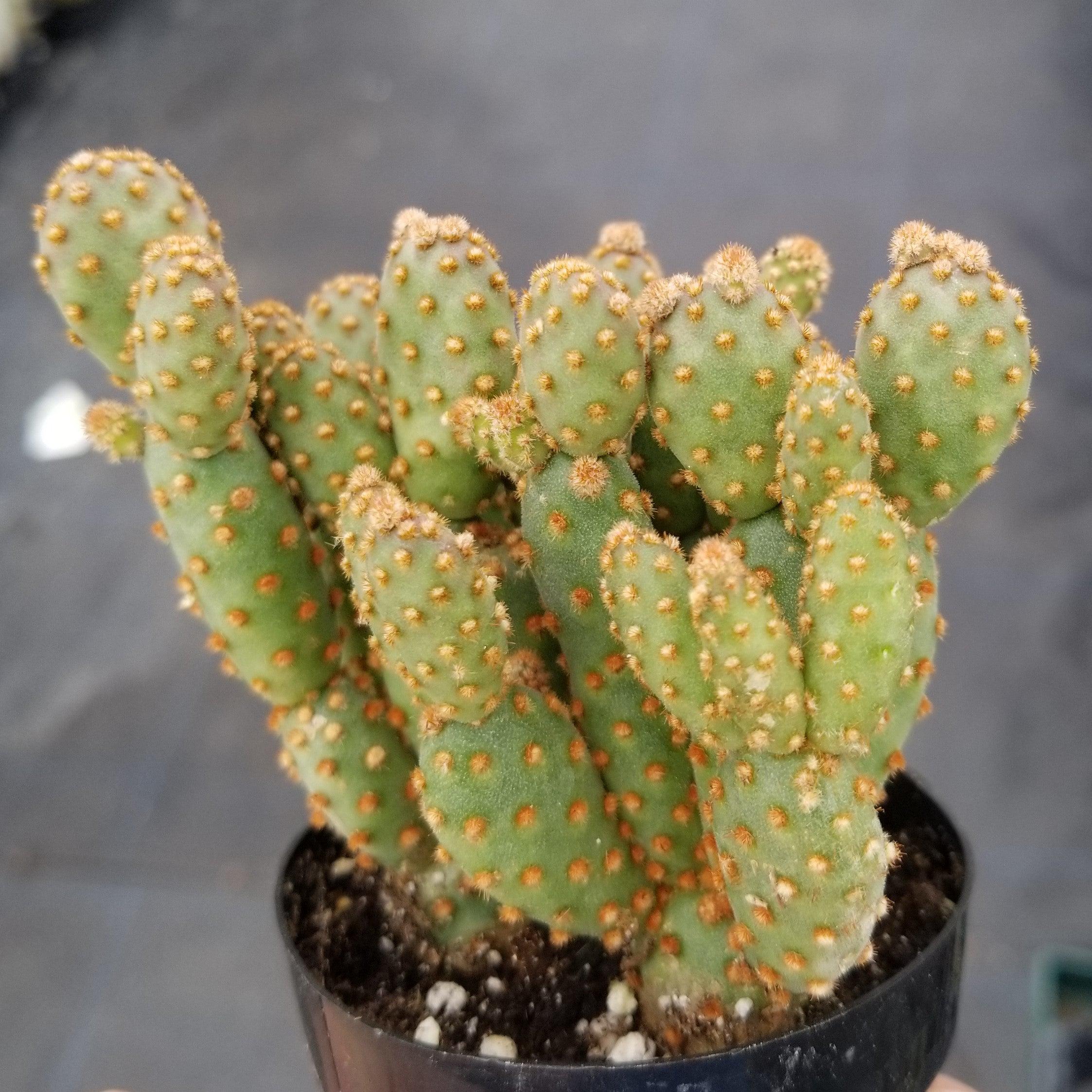 little prickly pear cactus Opuntia rufida minima monstrose 4" Pot