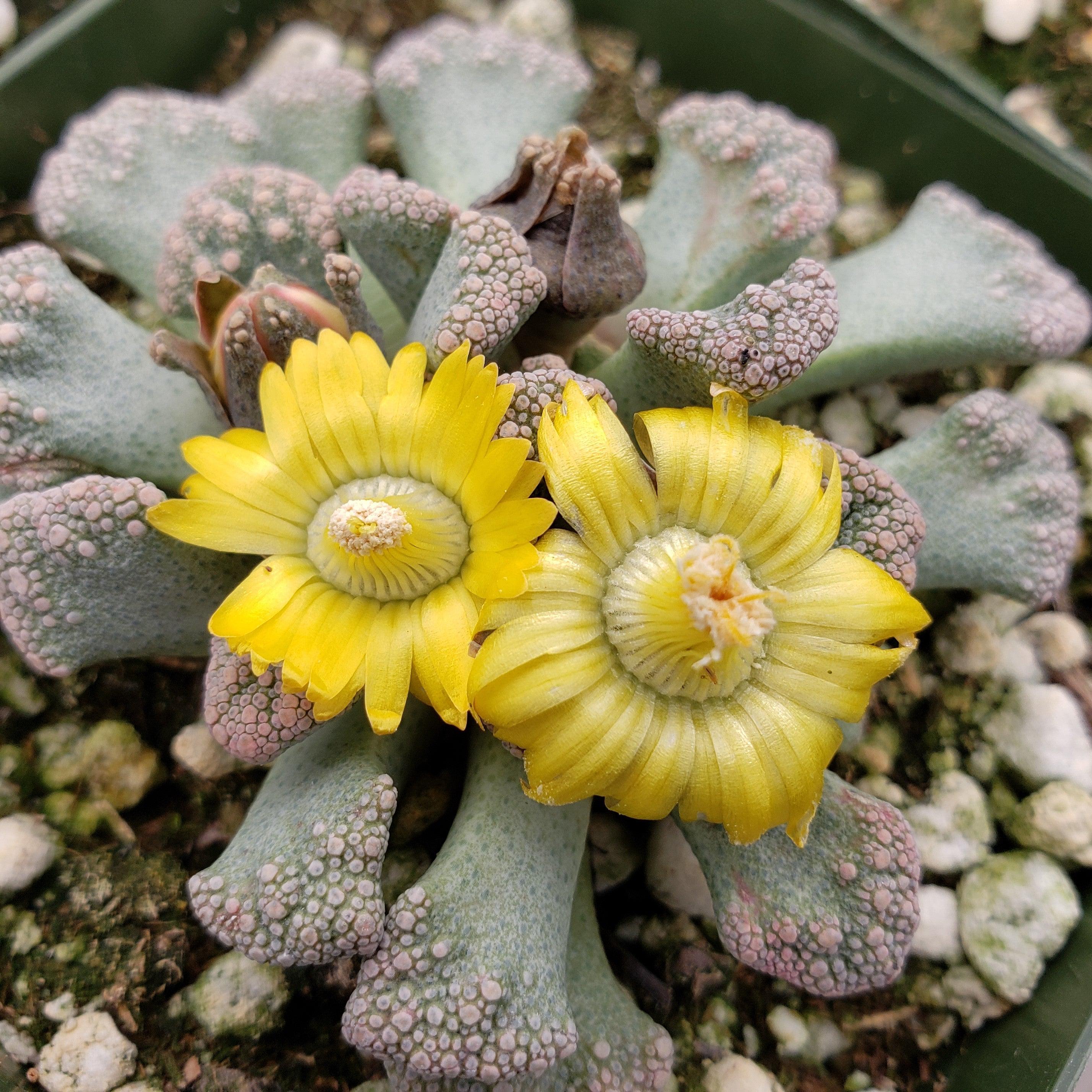concrete plant succulent Titanopsis calcarea