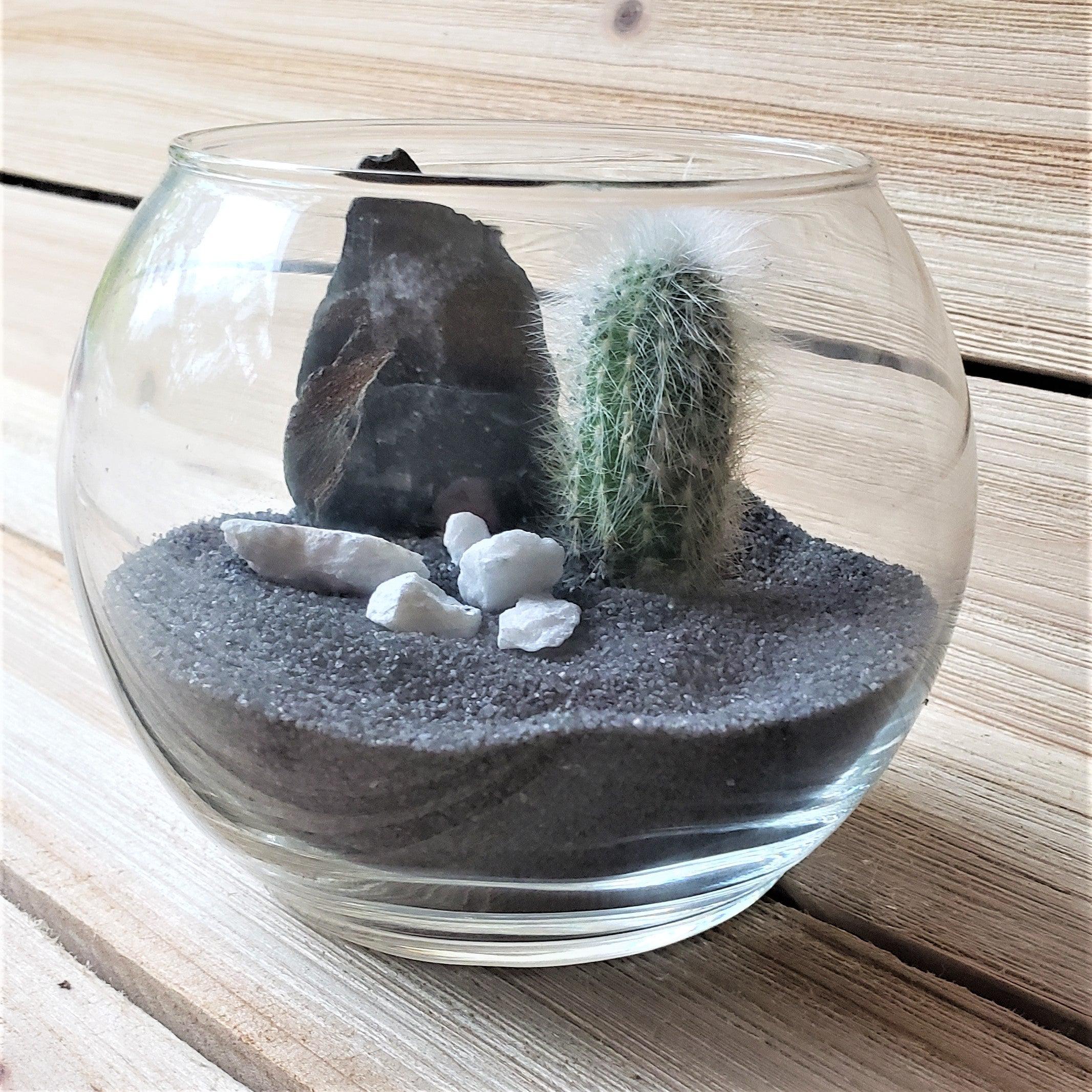 succulents in glass globes DIY Cactus glass globe Black
