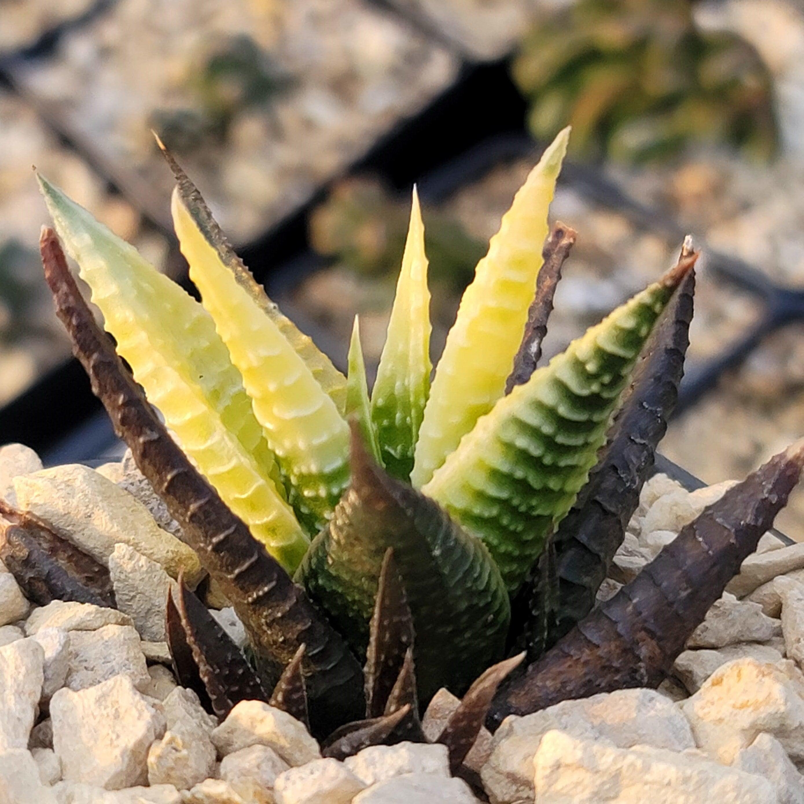 succulent haworthia limifolia Haworthia limifolia variegata