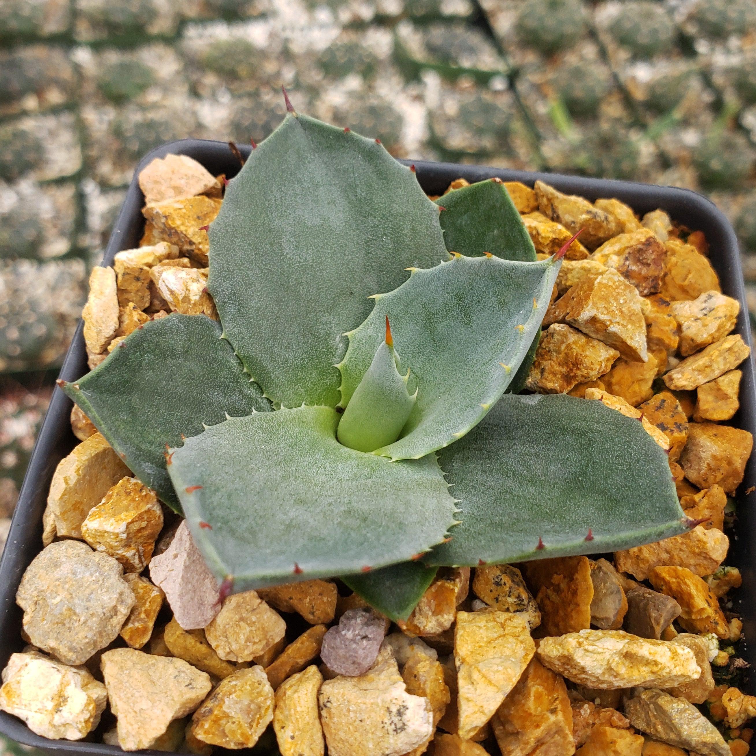 Agave Parryi Raulston