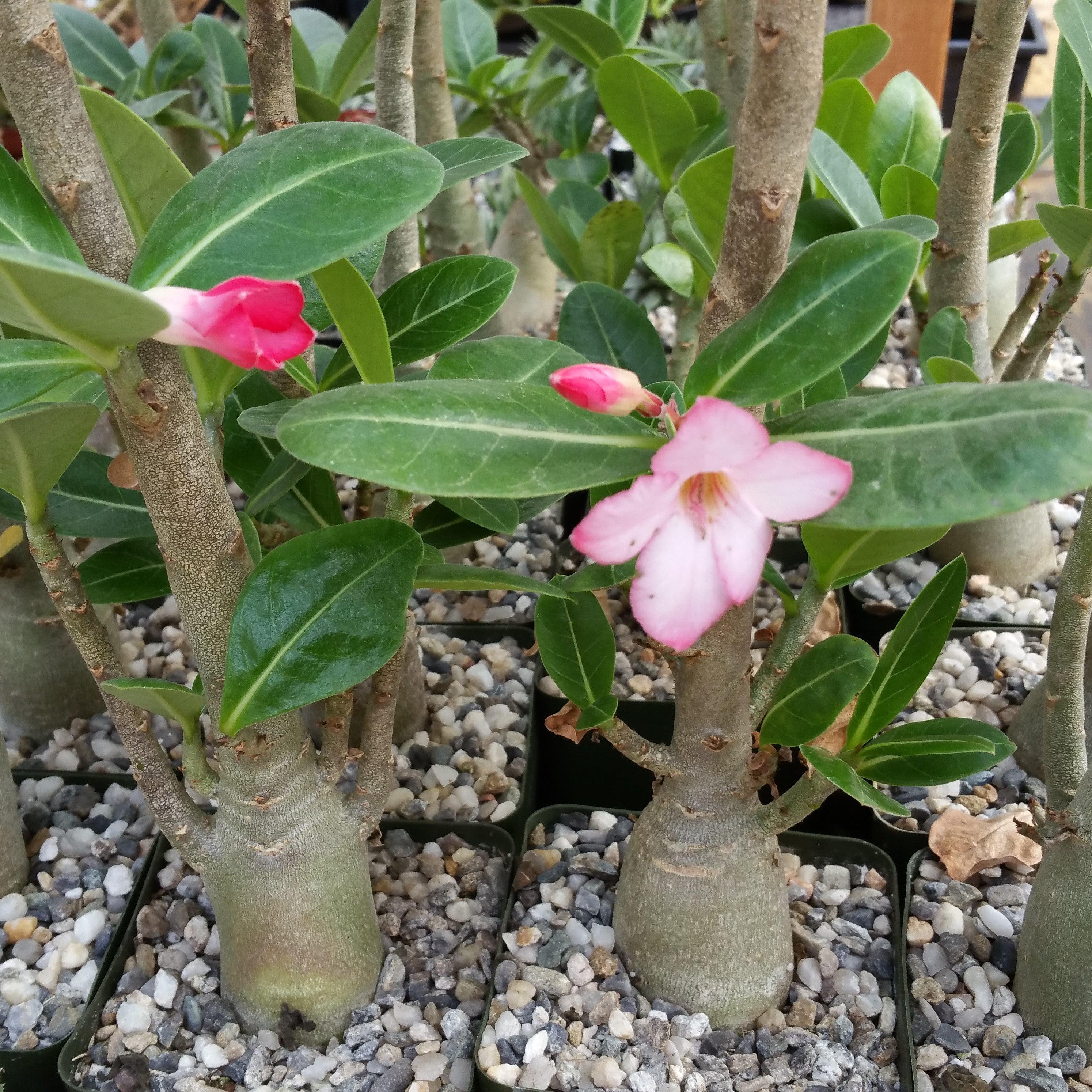 adenium succulent Desert Rose 'Adenium arabicum'
