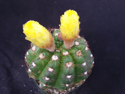 Notocactus ottonis wigginsia nothohorstii