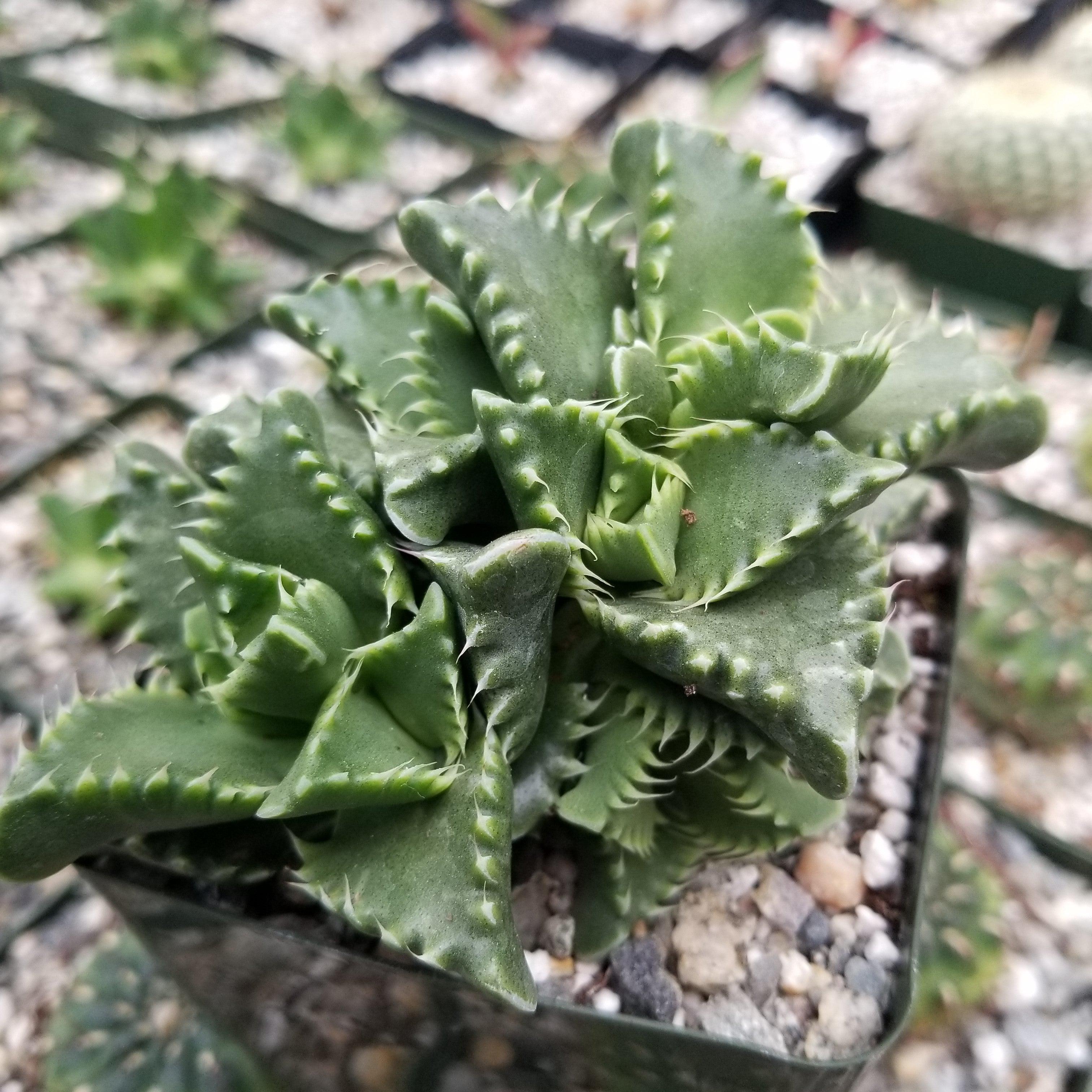faucaria succulent Faucaria candida