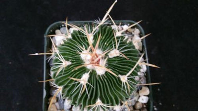 Stenocactus multicostatus "Brain Cactus"