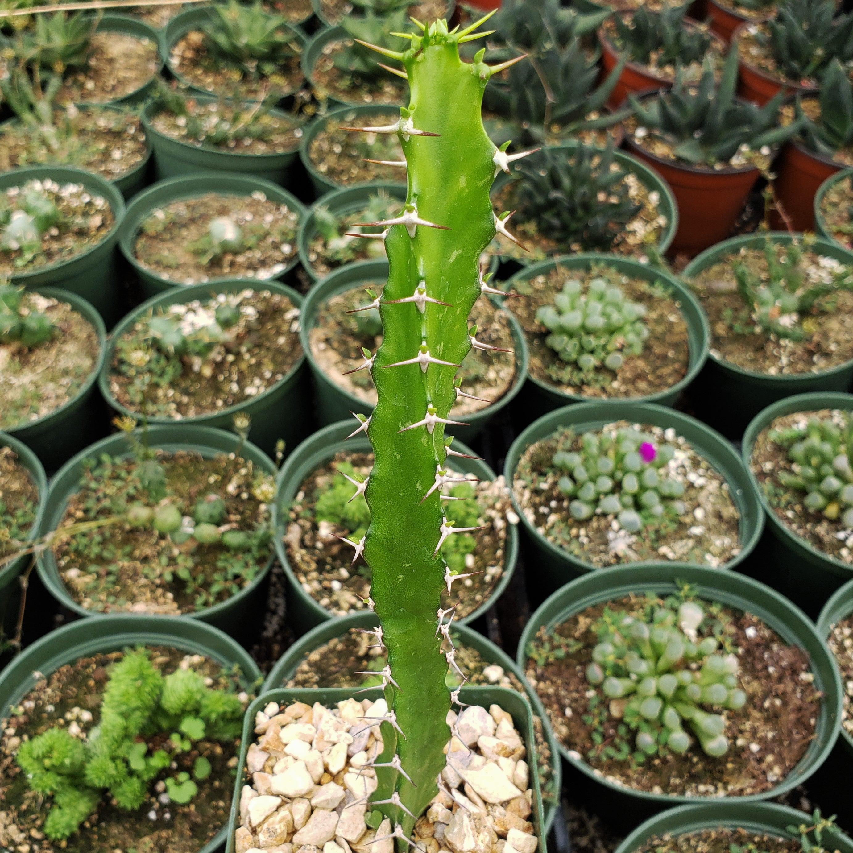 succulent plant with spiny leaves Euphorbia grandidens 4" Pot