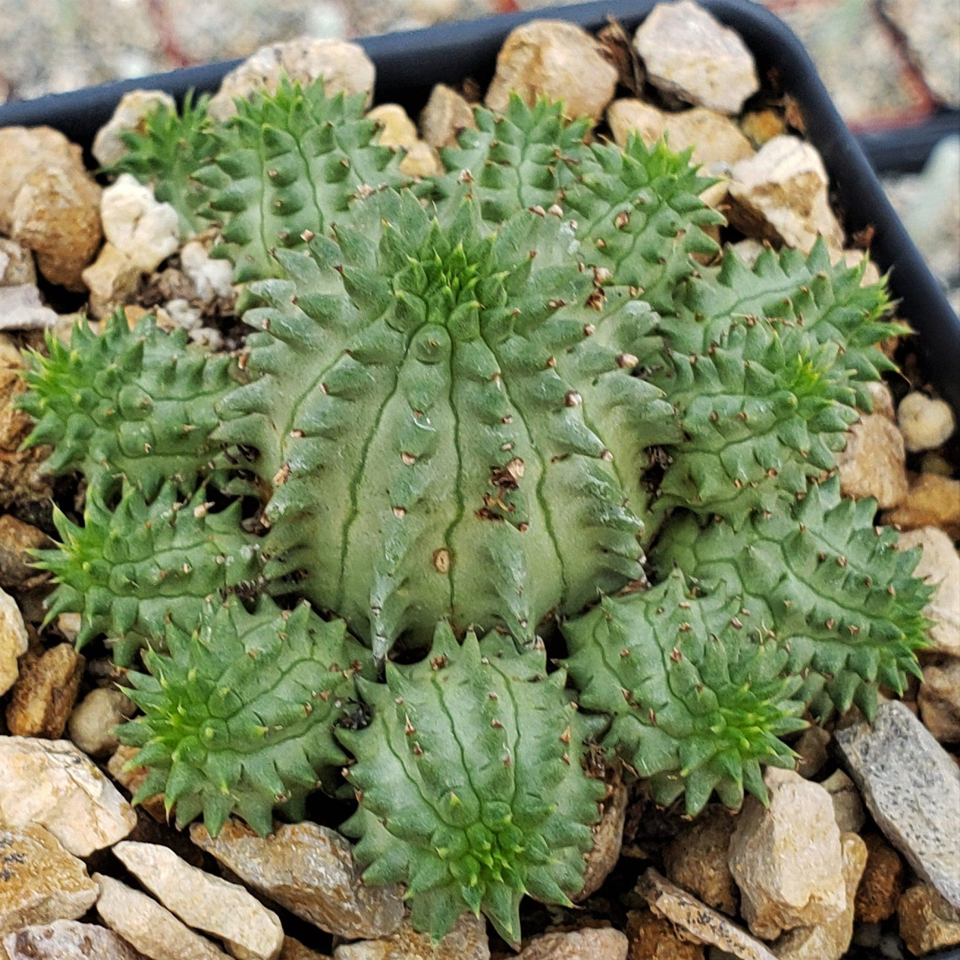 Euphorbia susannae multihead