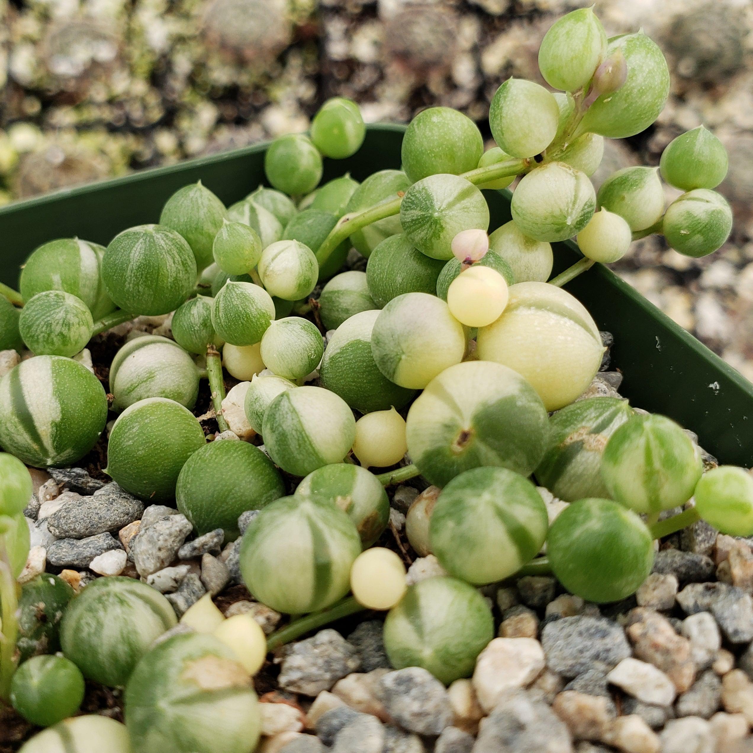 succulent senecio rowleyanus Variegated String of Pearls