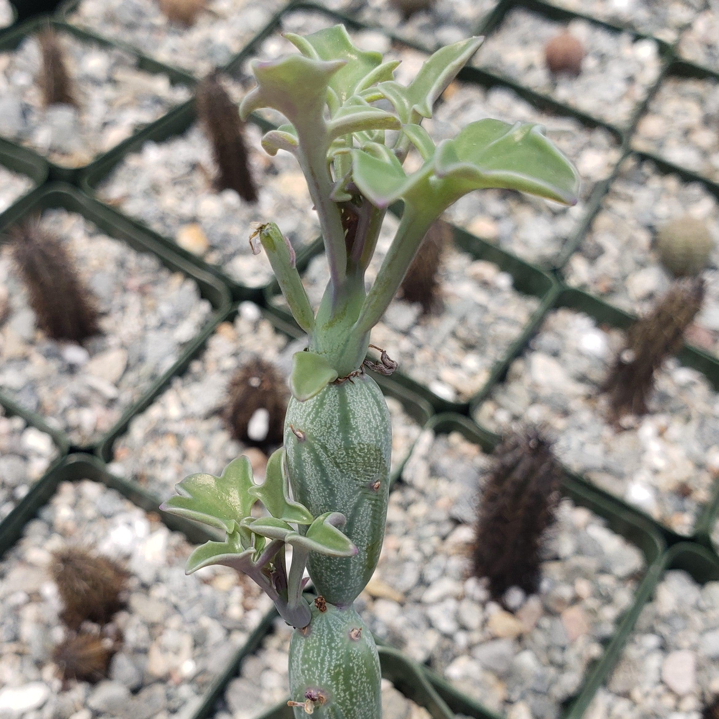 candle succulent plant Senecio Articulatus 4" Pot