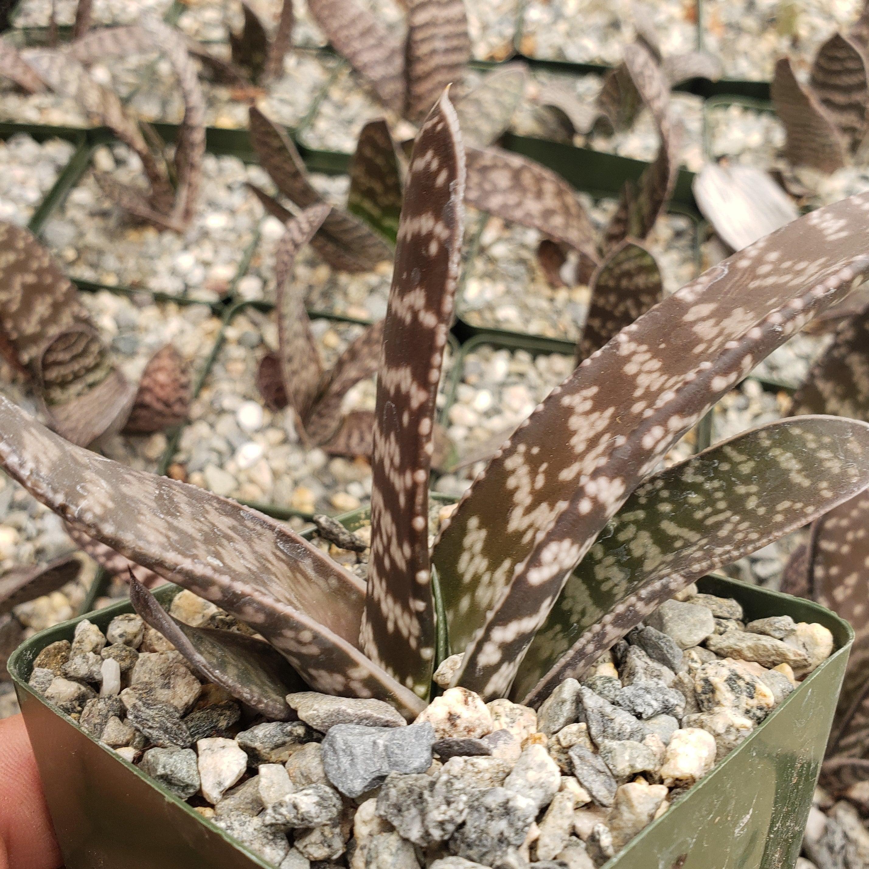 rice succulent Gasteria verrucosa