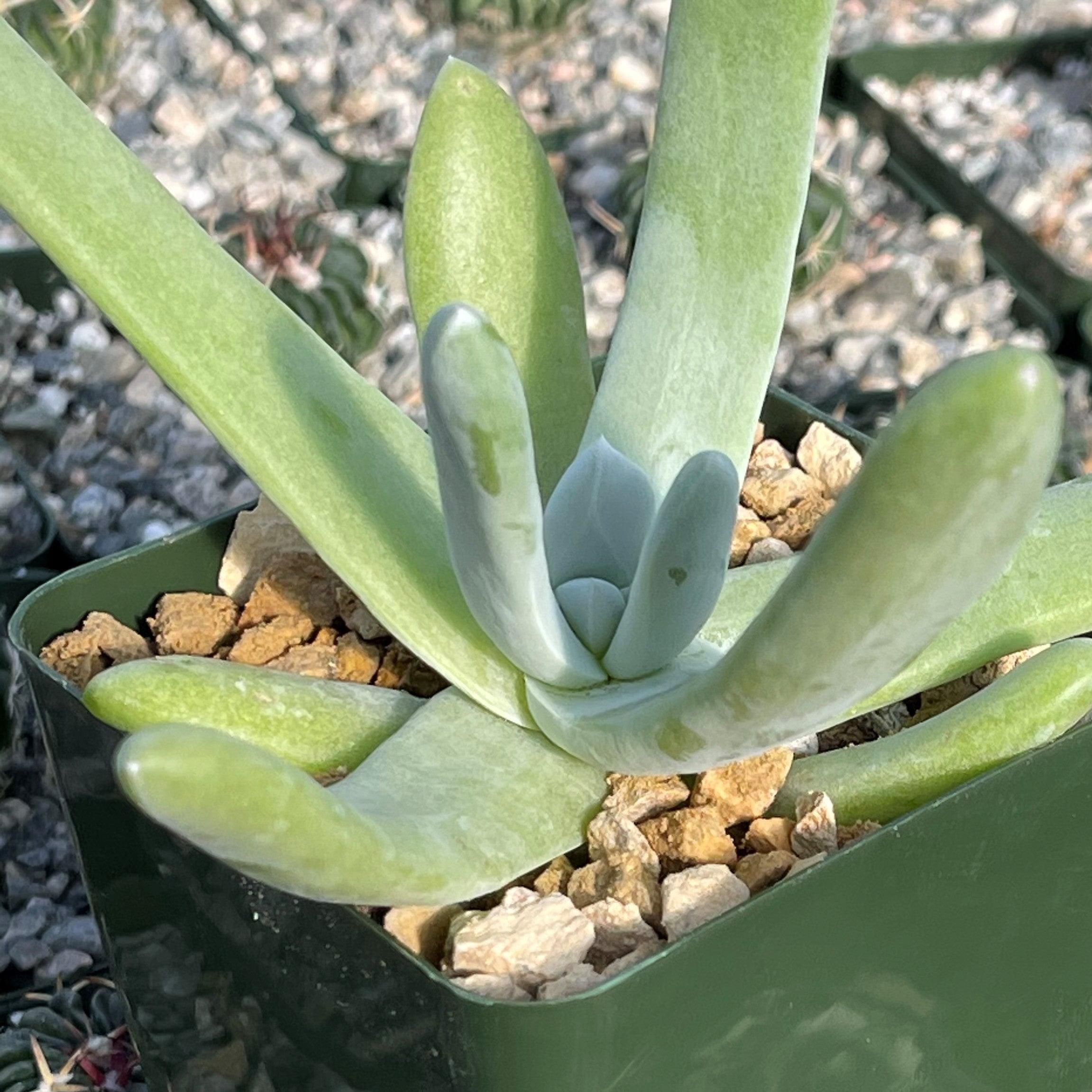 thick succulent plants Dudleya pachyphytum 4" Pot