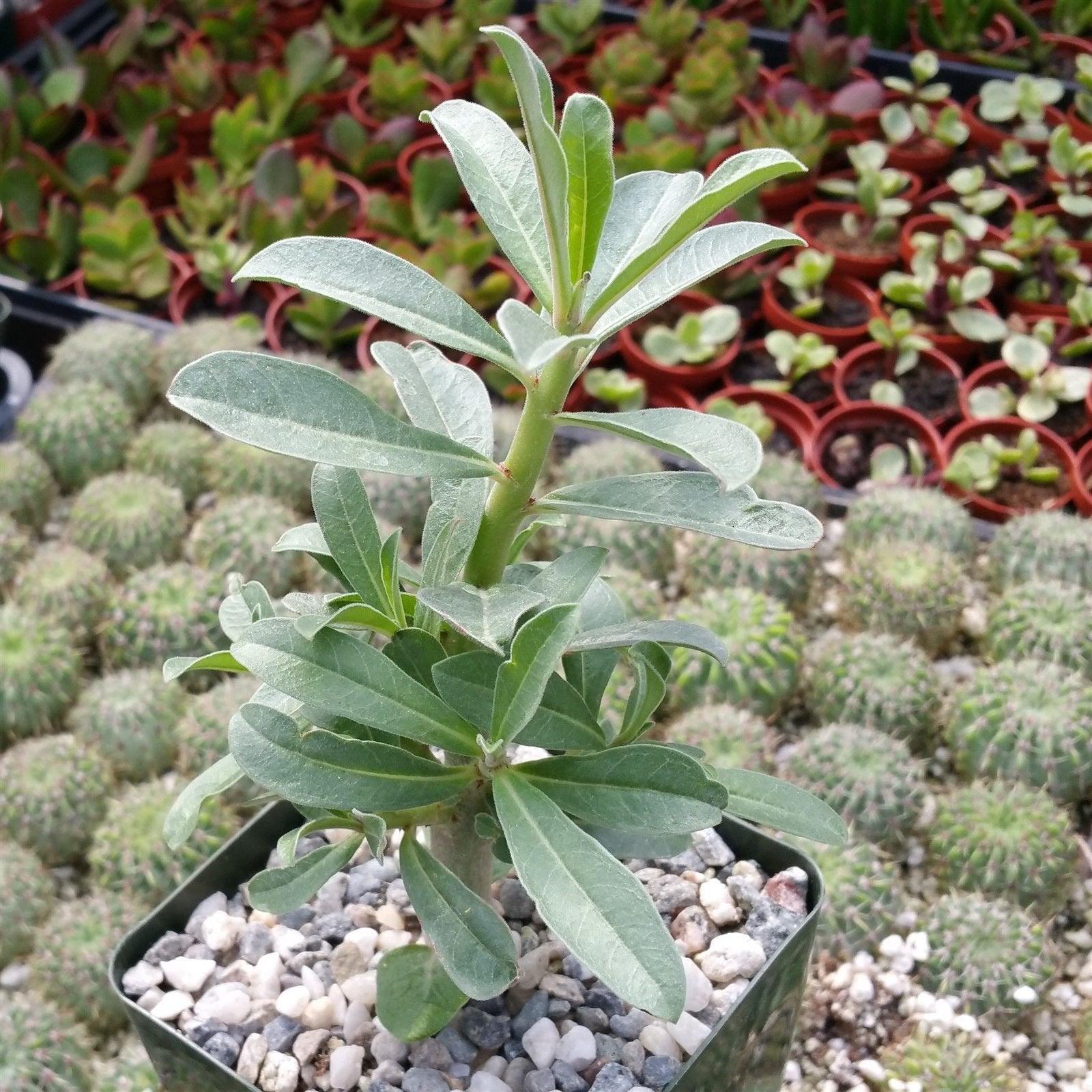 real succulent Shop For Adenium Swazicum | Impala Lily Plant