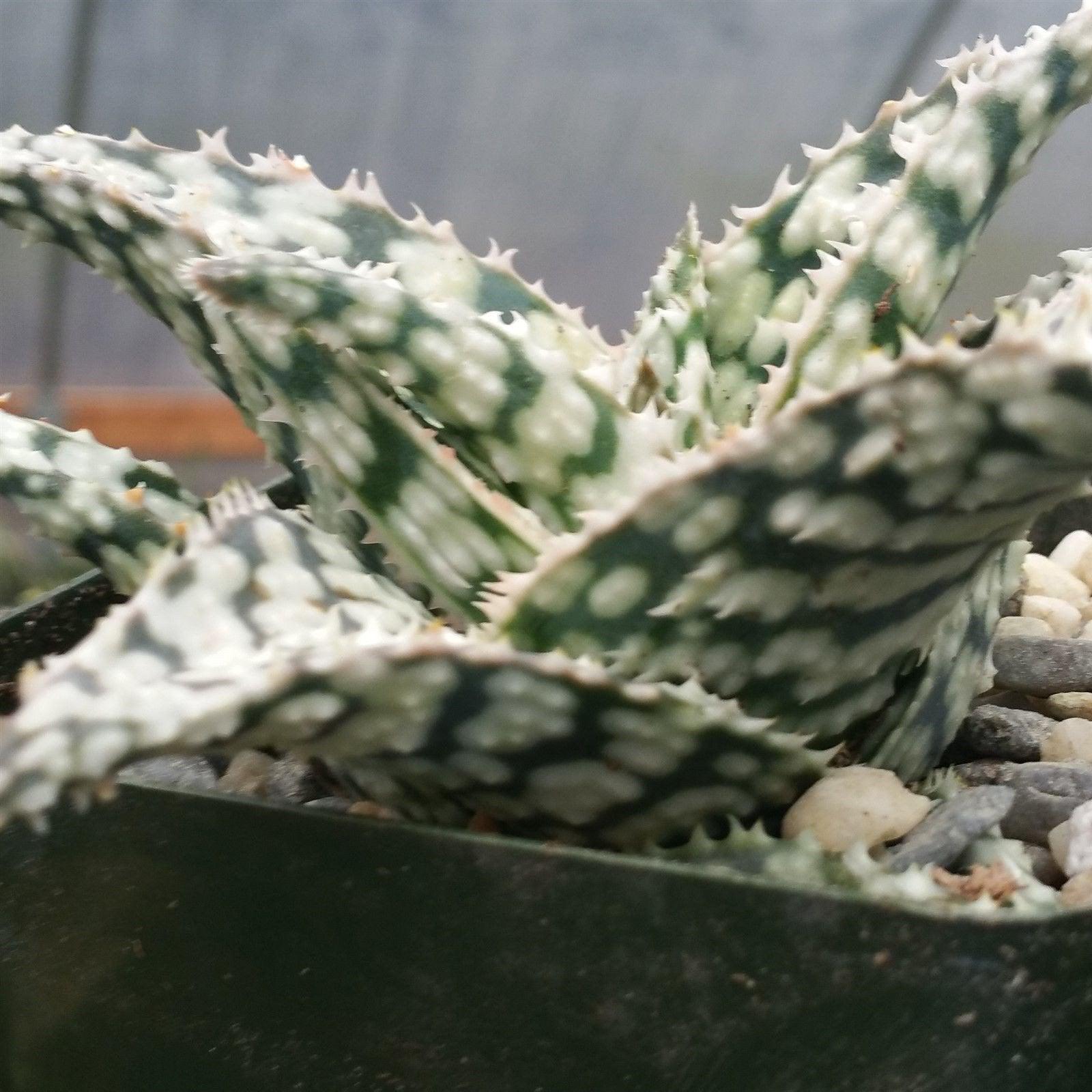 where can i get a white aloe vera plant Aloe White storm