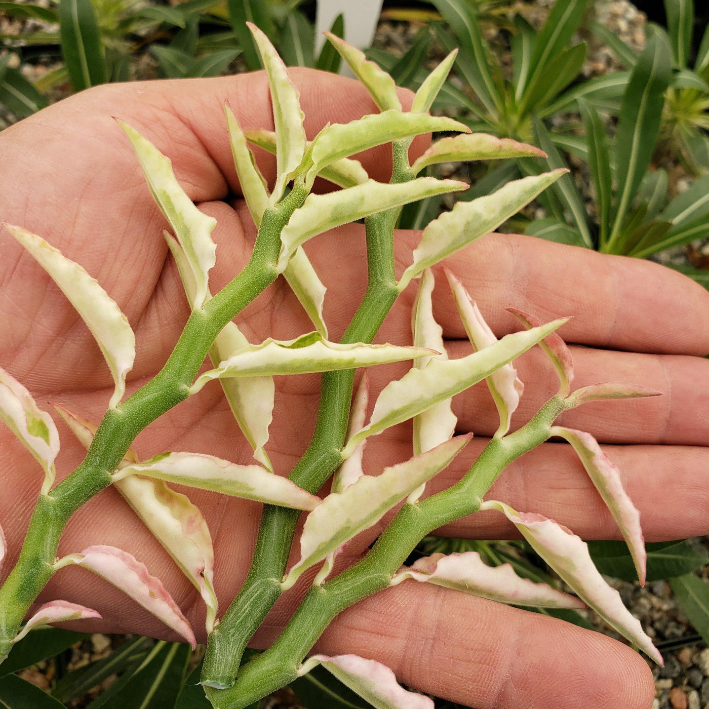 Pedilanthus tithymaloides variegated 3 cuttings