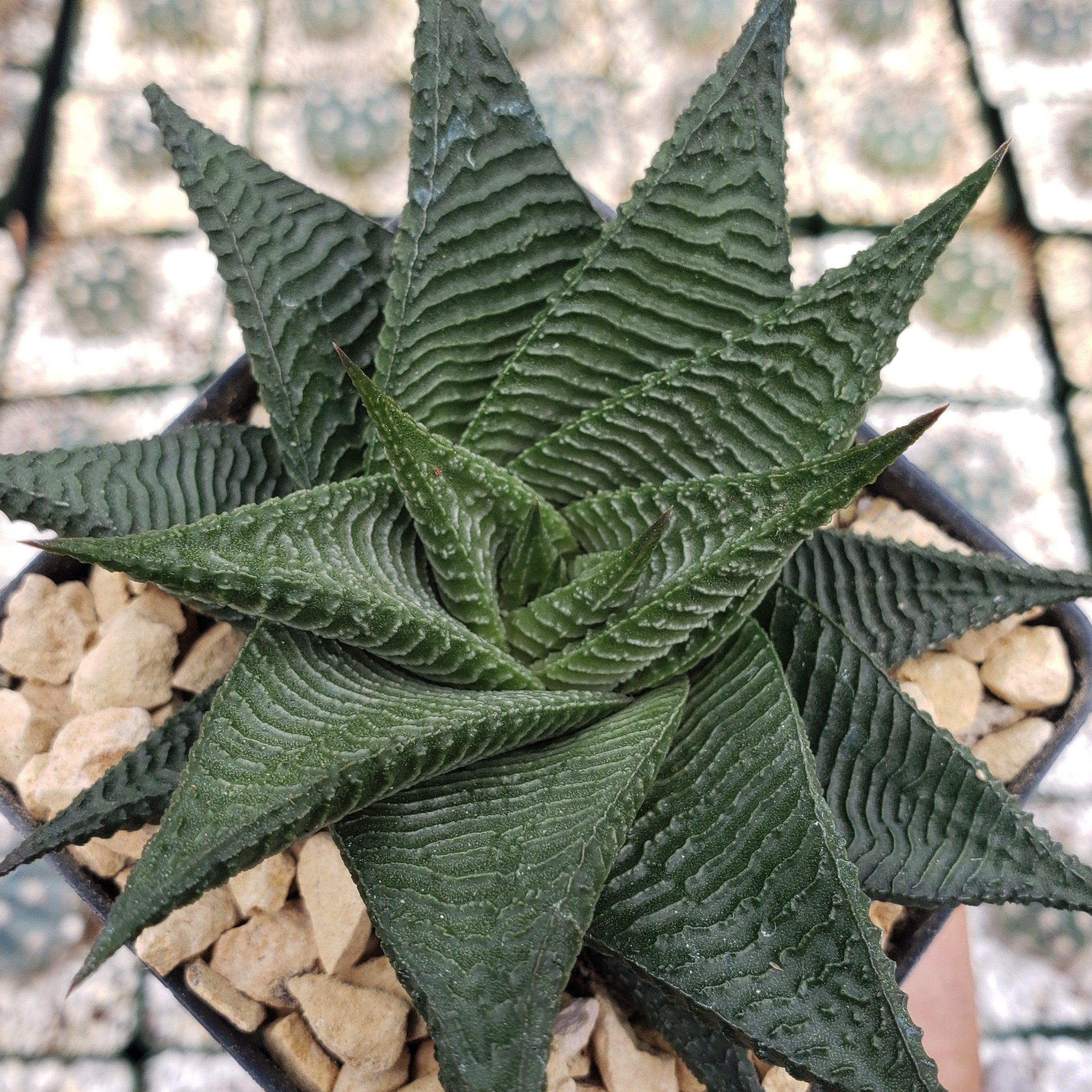 succulent haworthia limifolia Haworthia limifolia spiralis