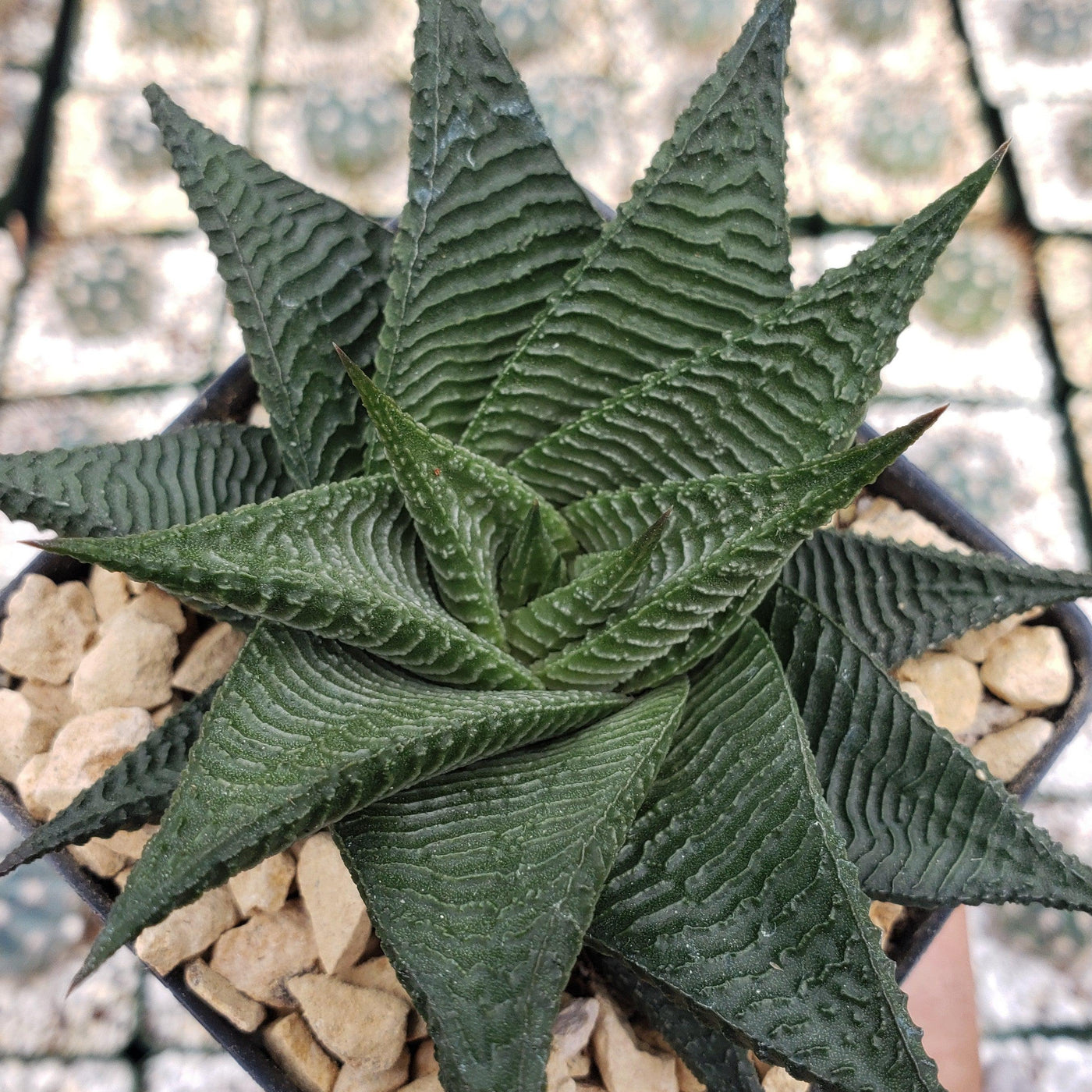 Haworthia limifolia spiralis