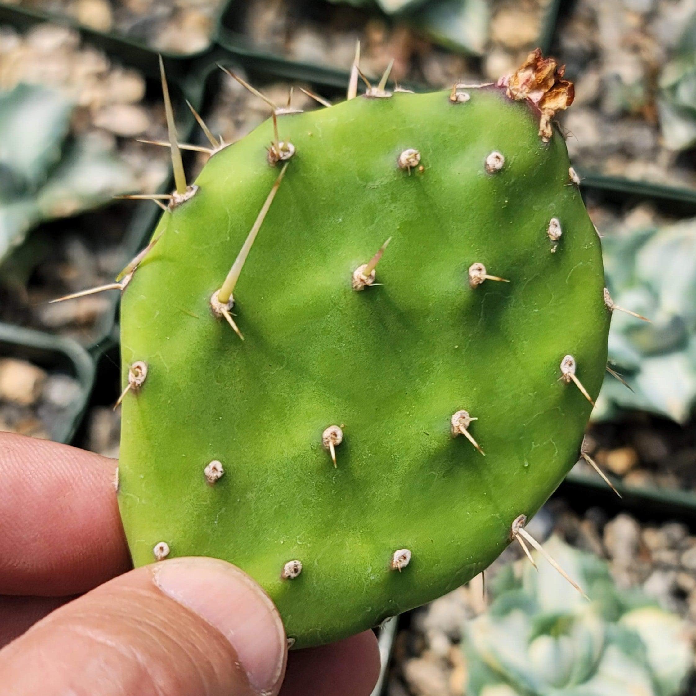 prickly pear cactus pad Opuntia quitensis Johnson's Hybrid 1 pad cutting