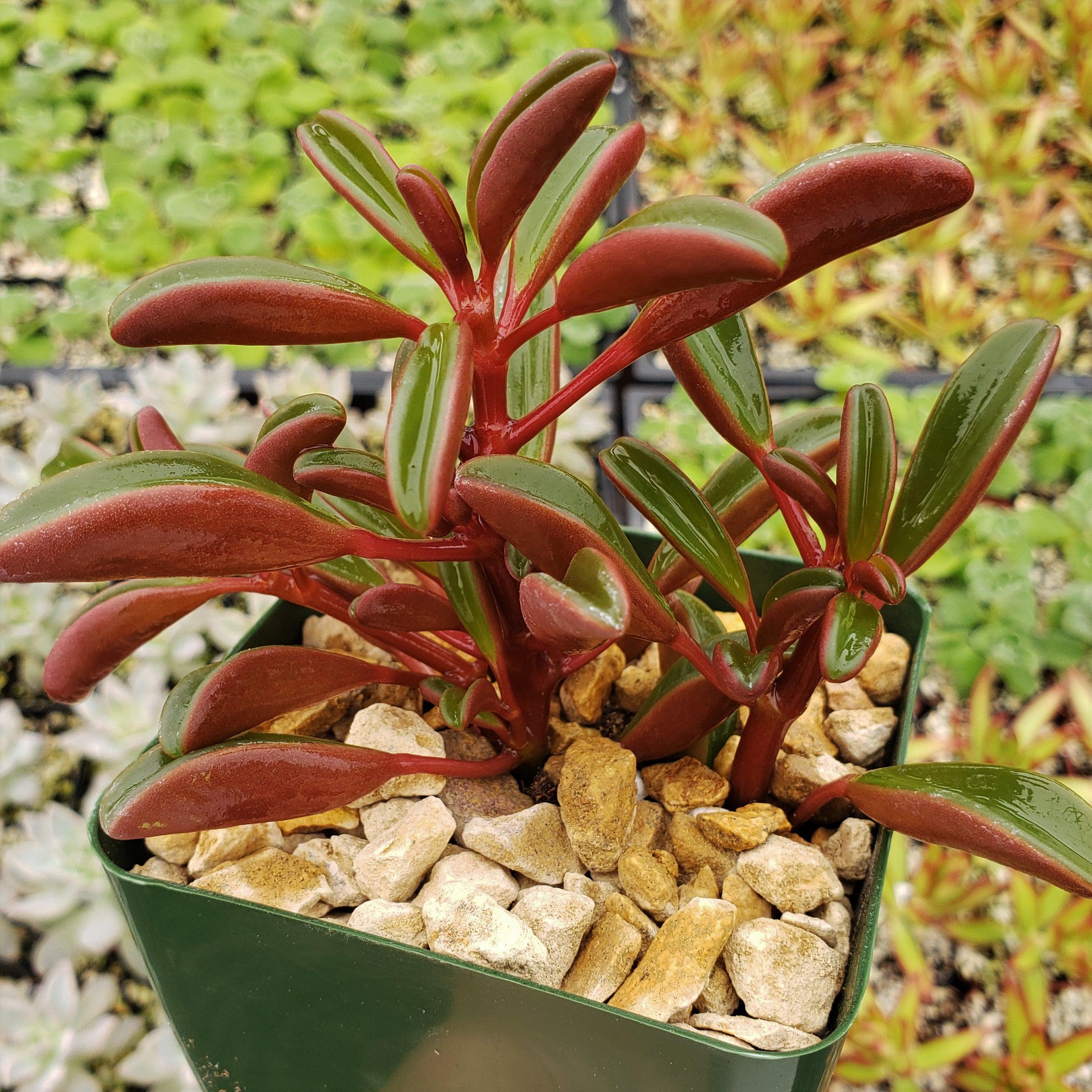 is a peperomia plant a succulent Peperomia Ruby Glow ‘Peperomia graveolens’