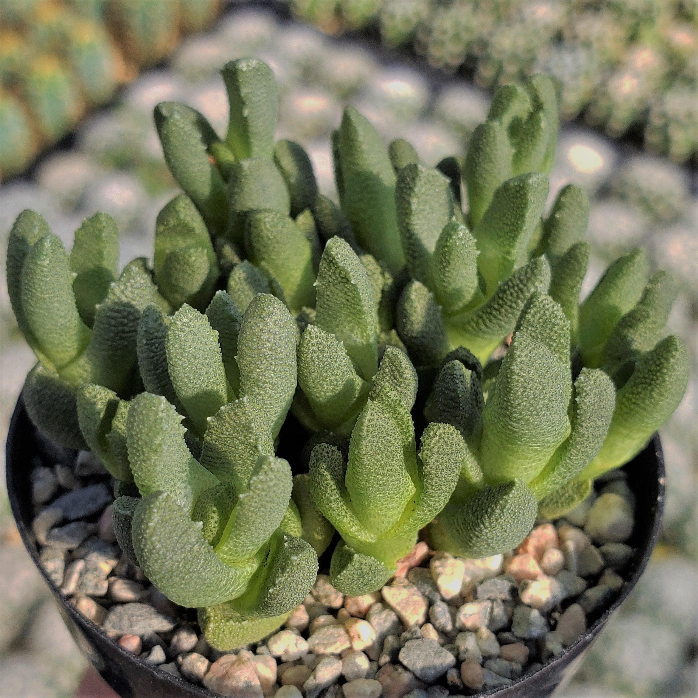 succulent mimicry plant Stomatium Mustellinum