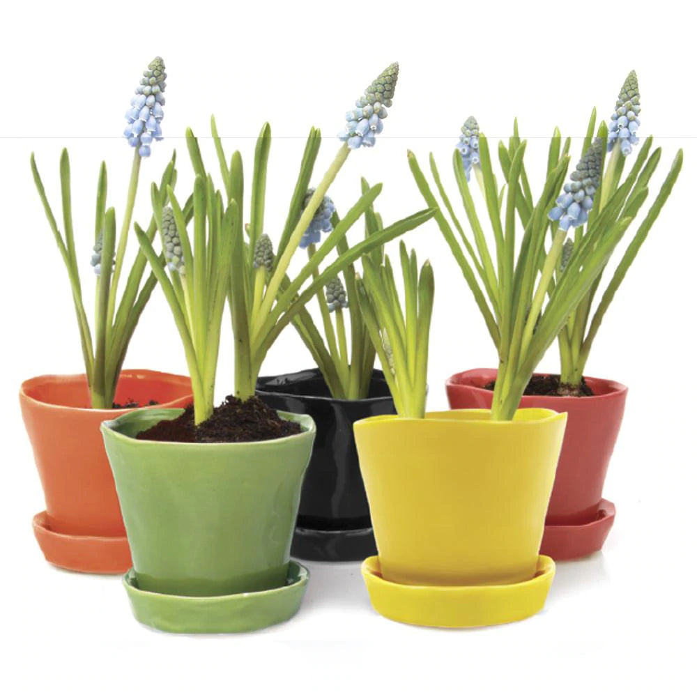 plant pots next Tika Pot and Saucer 3" Pot / Green