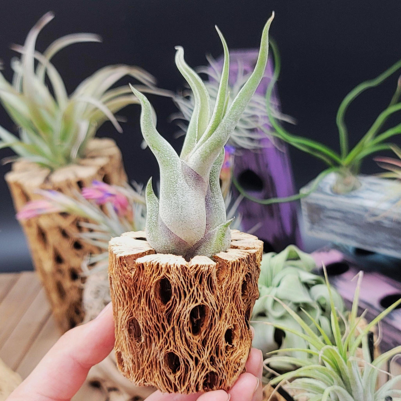 Everything You Need To Know About - Tillandsia Caput Medusae