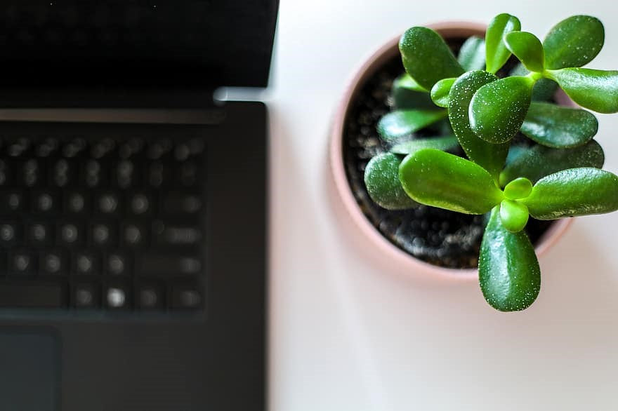 Benefits of Succulents in the Office