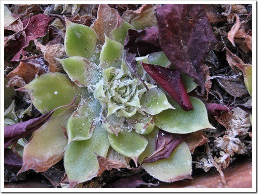 Mealybugs On Succulents