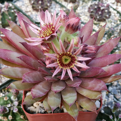 Best Colorful Sempervivum for Autumn