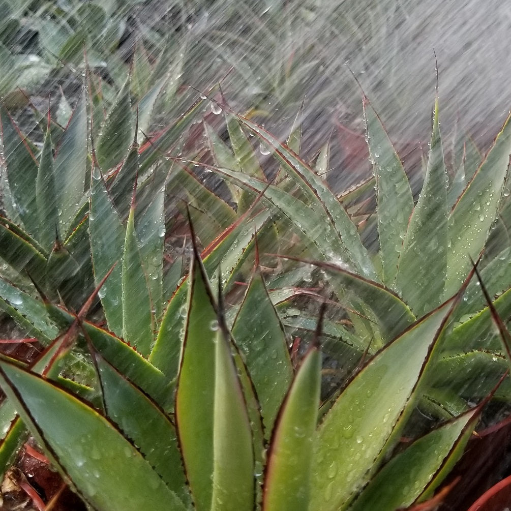 How to Water Succulents and Cacti