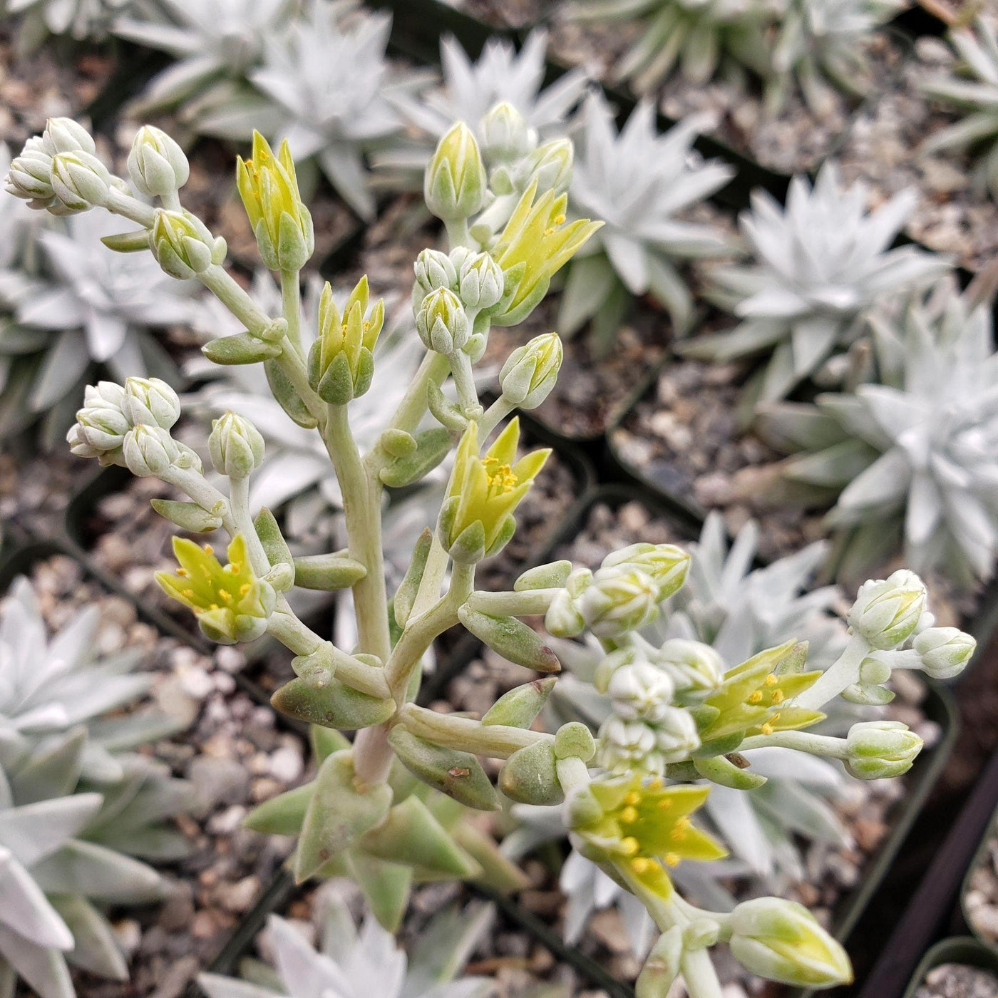 Everything You Need To Know About - Flowering Succulents