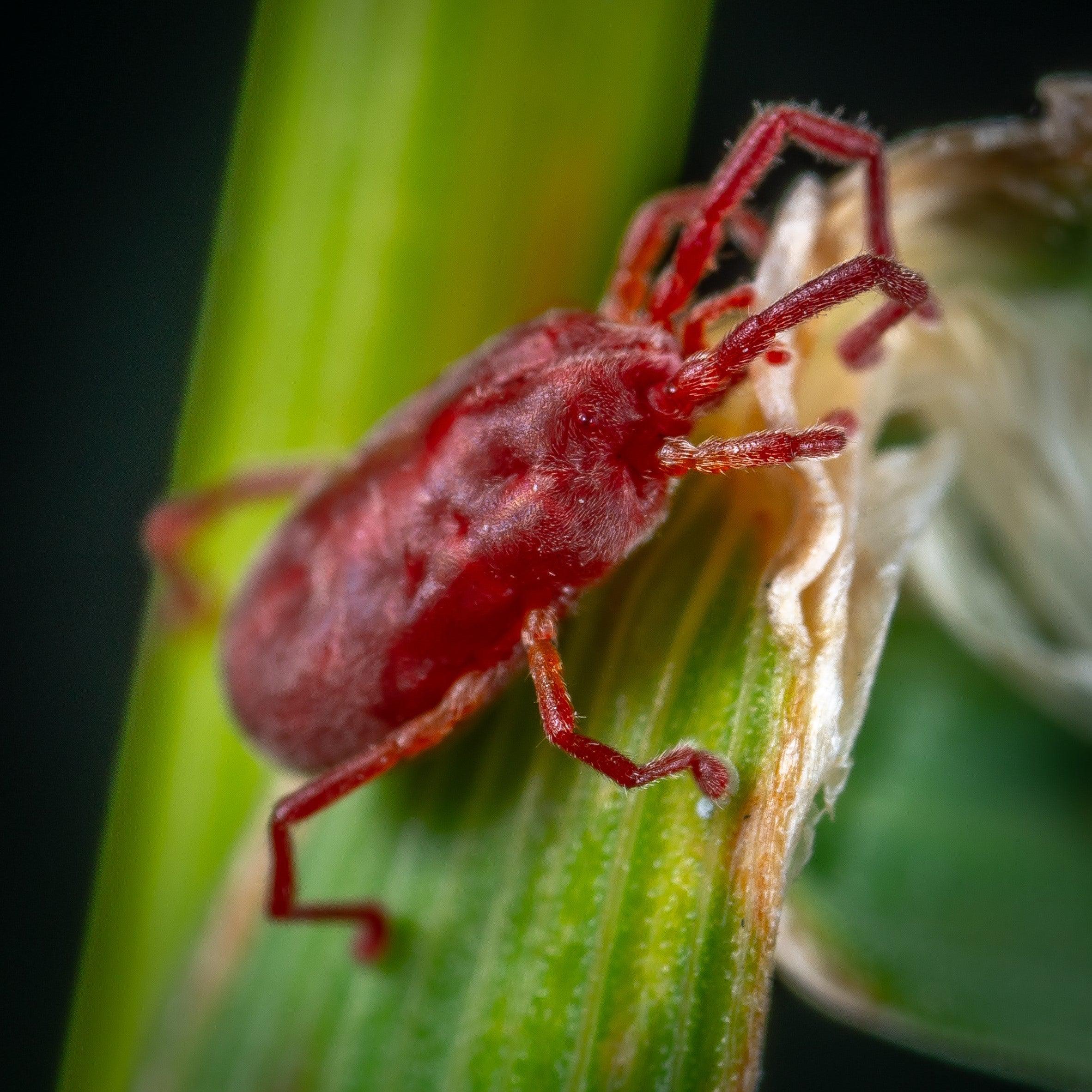 Exterminating Pests on Your Succulents and Cacti