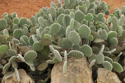 Everything You Need To Know About - Bunny Ear Cactus or Opuntia