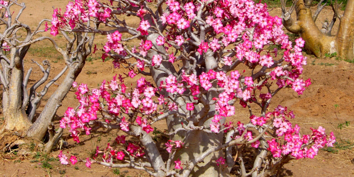 Desert Rose – Everything You Need to Know!