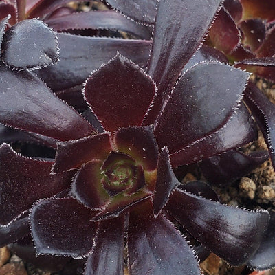 Everything You Need To Know About - Aeonium Plants