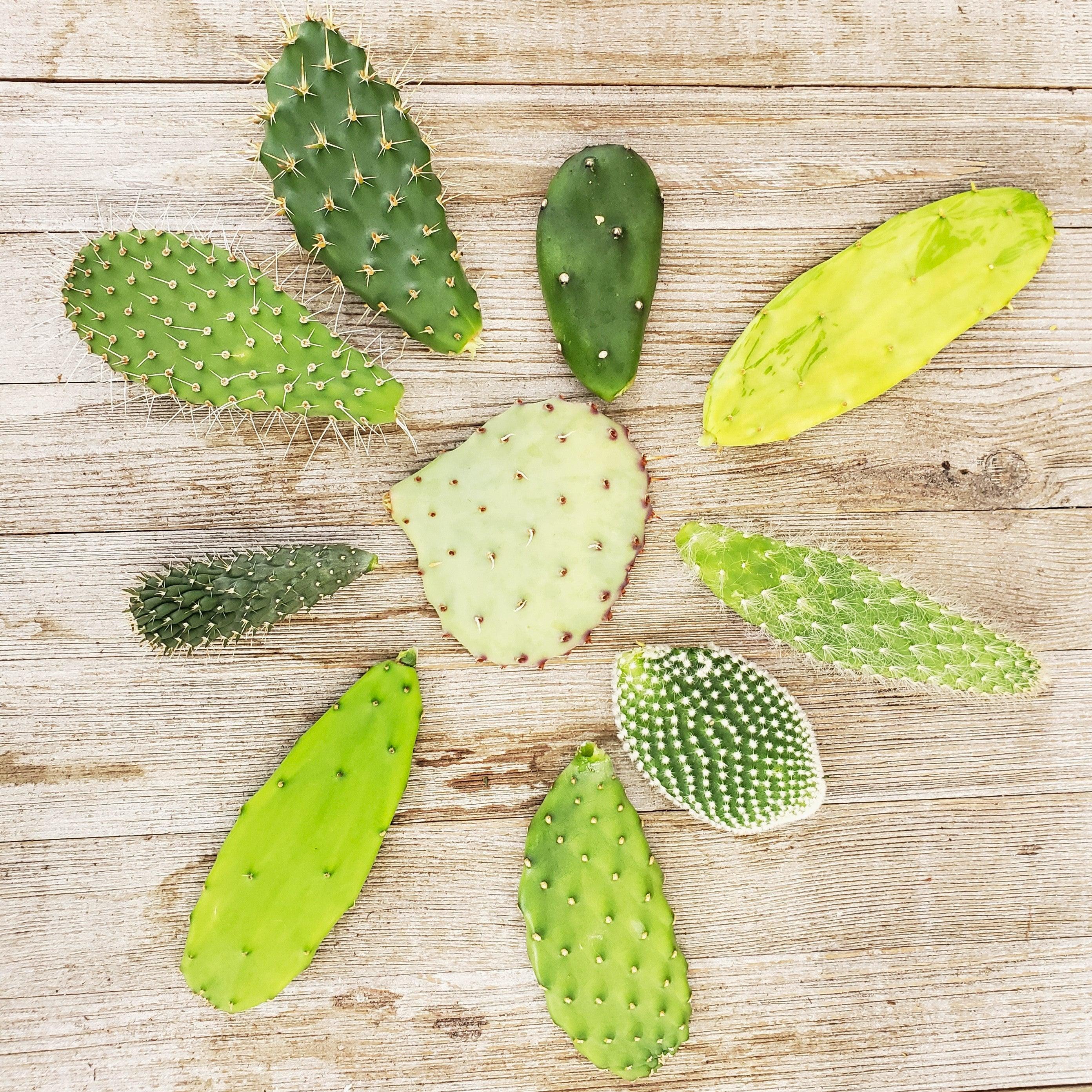 How to Propagate Stem Cuttings