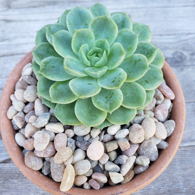Top Dressing for Succulents
