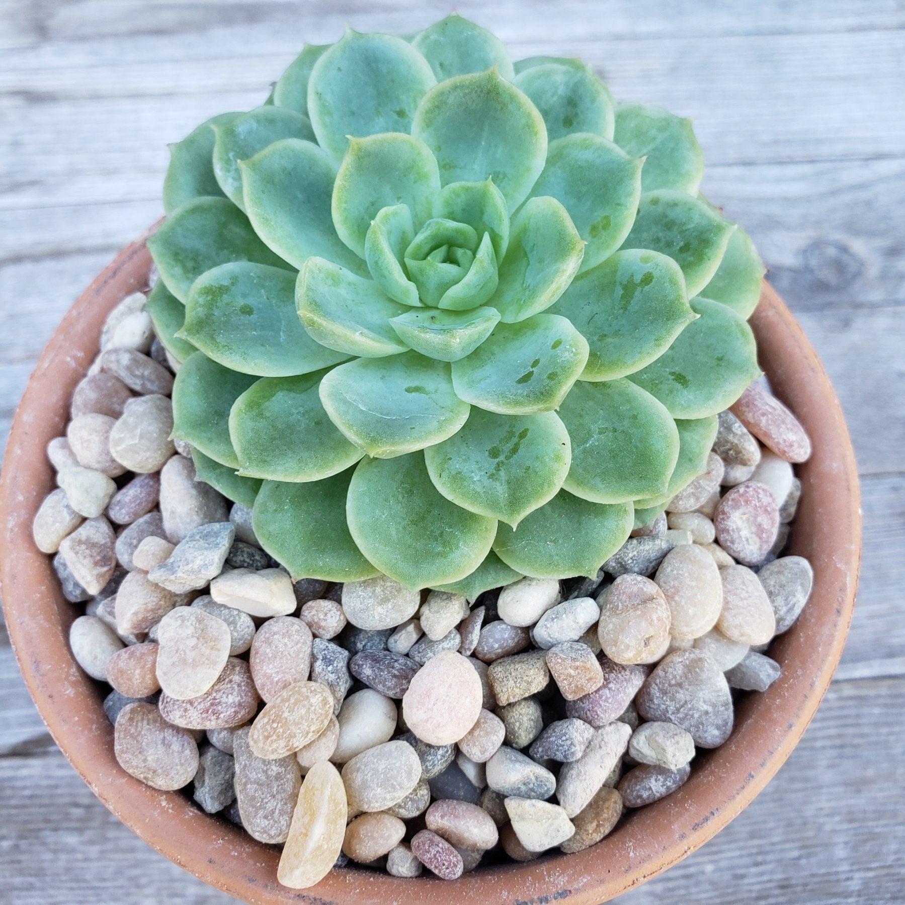 Top Dressing for Succulents