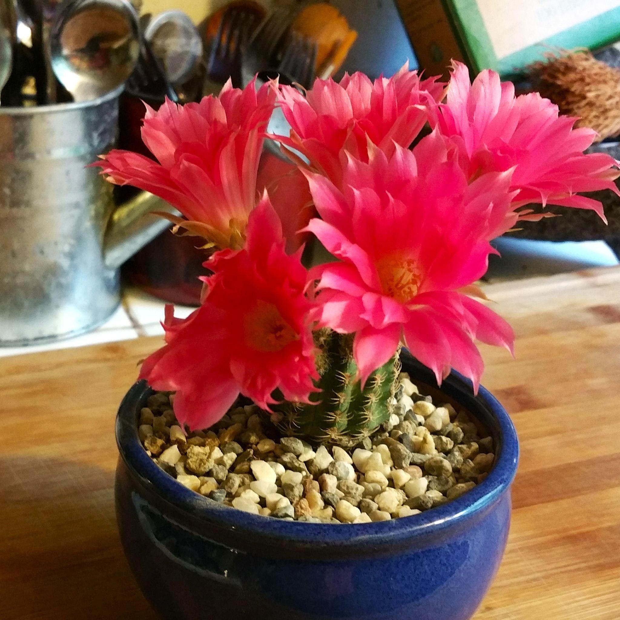 How To Grow Your Succulents Indoors And Why You Should Grow Them?