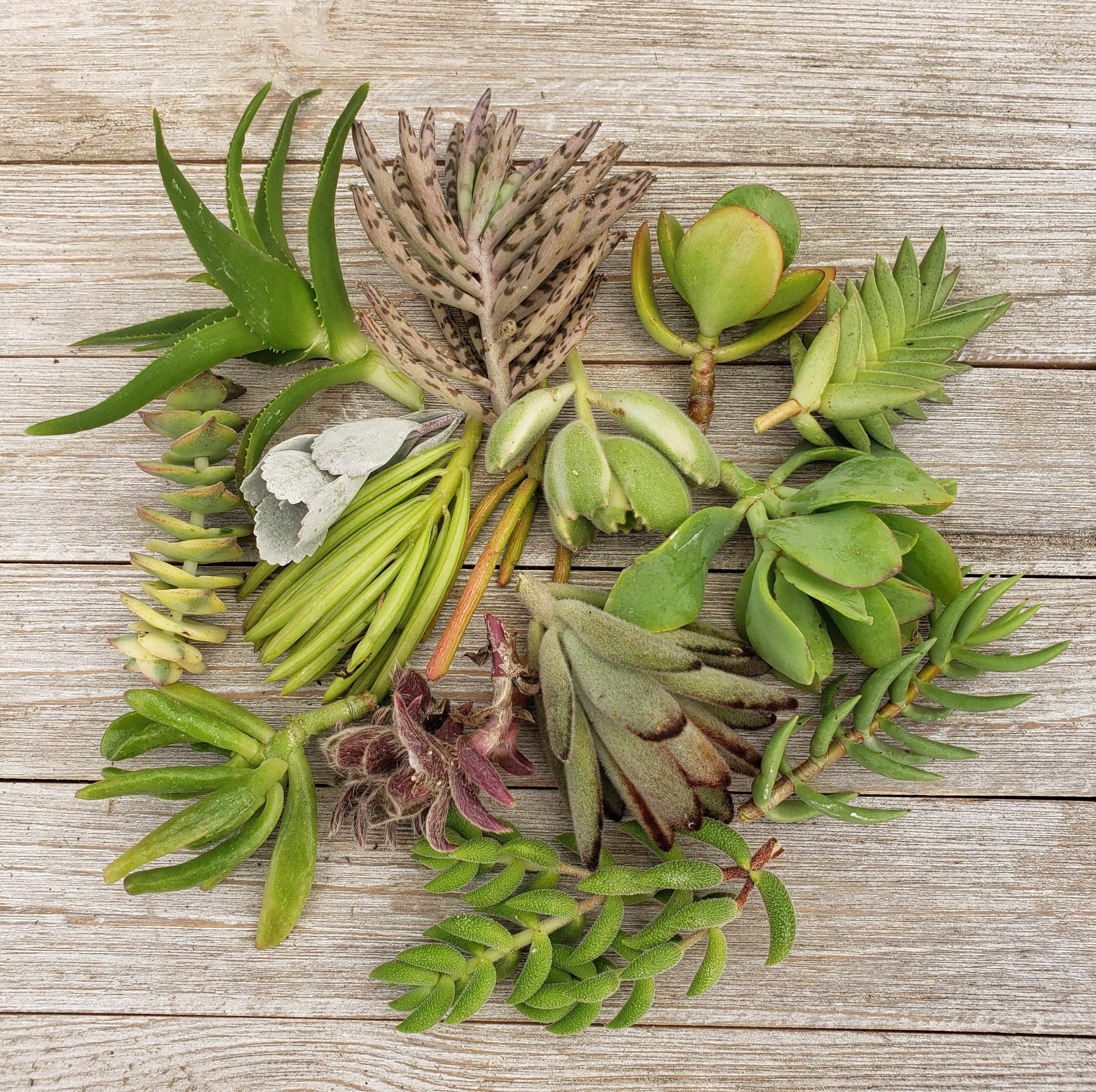 Growing Succulents from Cuttings