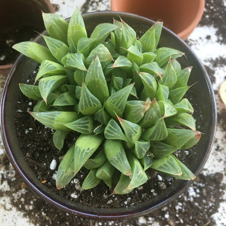 Everything You Need To Know About - Haworthia Retusa