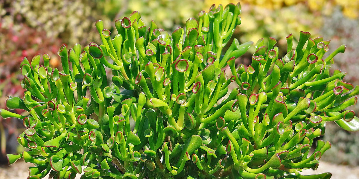 Gollum Jade - Crassula Ovata 'Gollum': Care & Growing Guide - Planet Desert