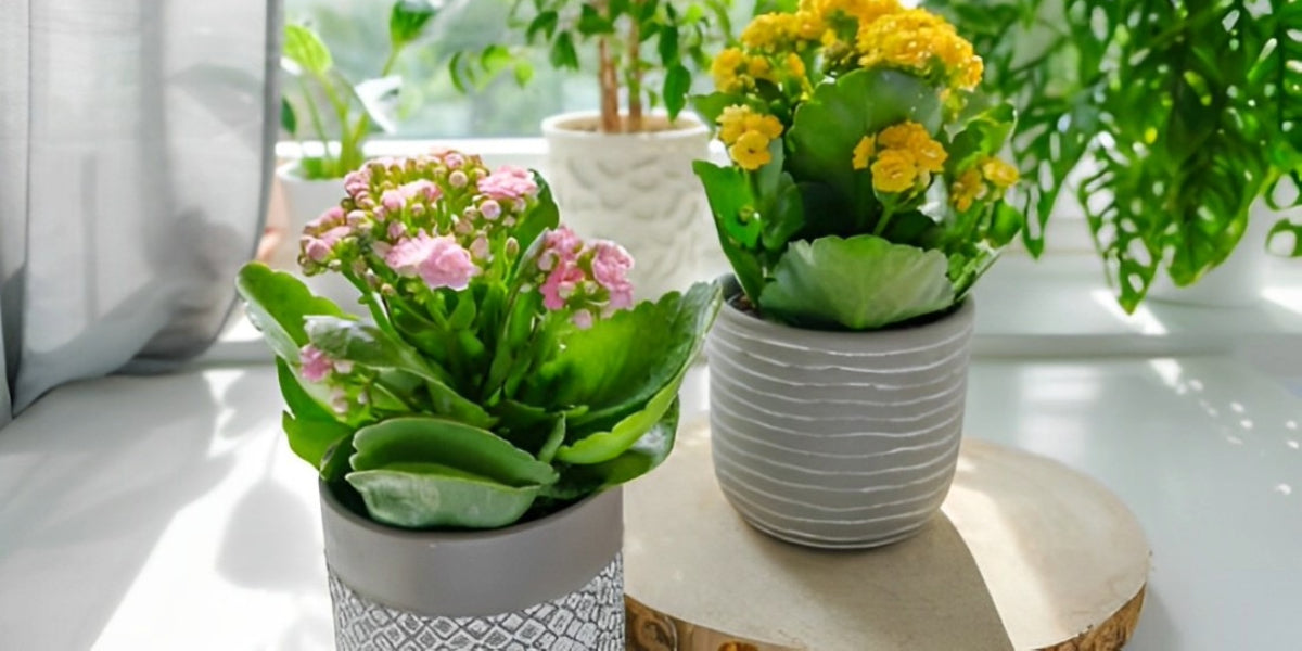 Kalanchoe Plant Care, Varieties & Growing Guide – Everything You Need to Know!