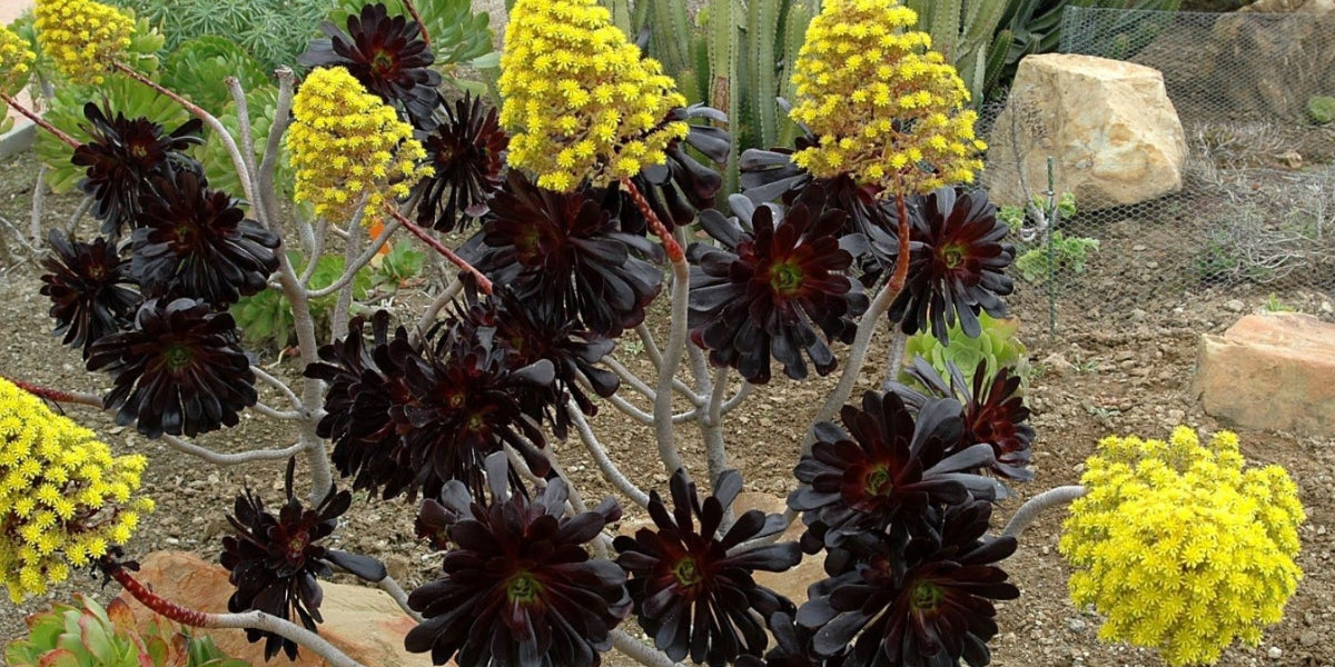 Our Favorite Aeonium Succulents ‘Care & Garden Design Ideas’ Everything You Need to Know!