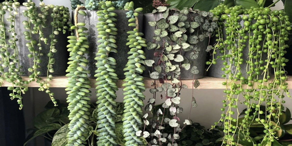 Top 24 Hanging & Trailing Succulents - Everything You Need to Know!