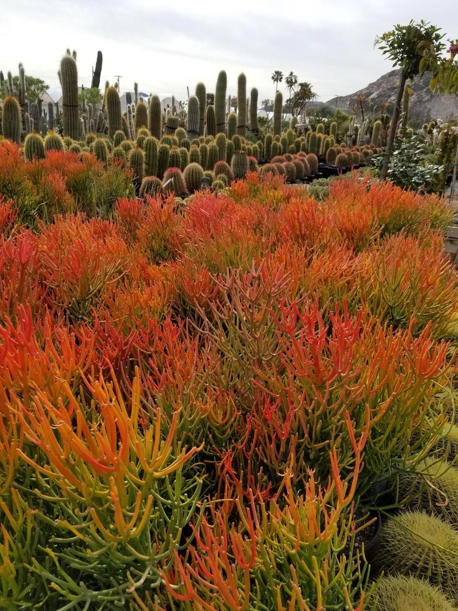 Best Succulents for Full Sun