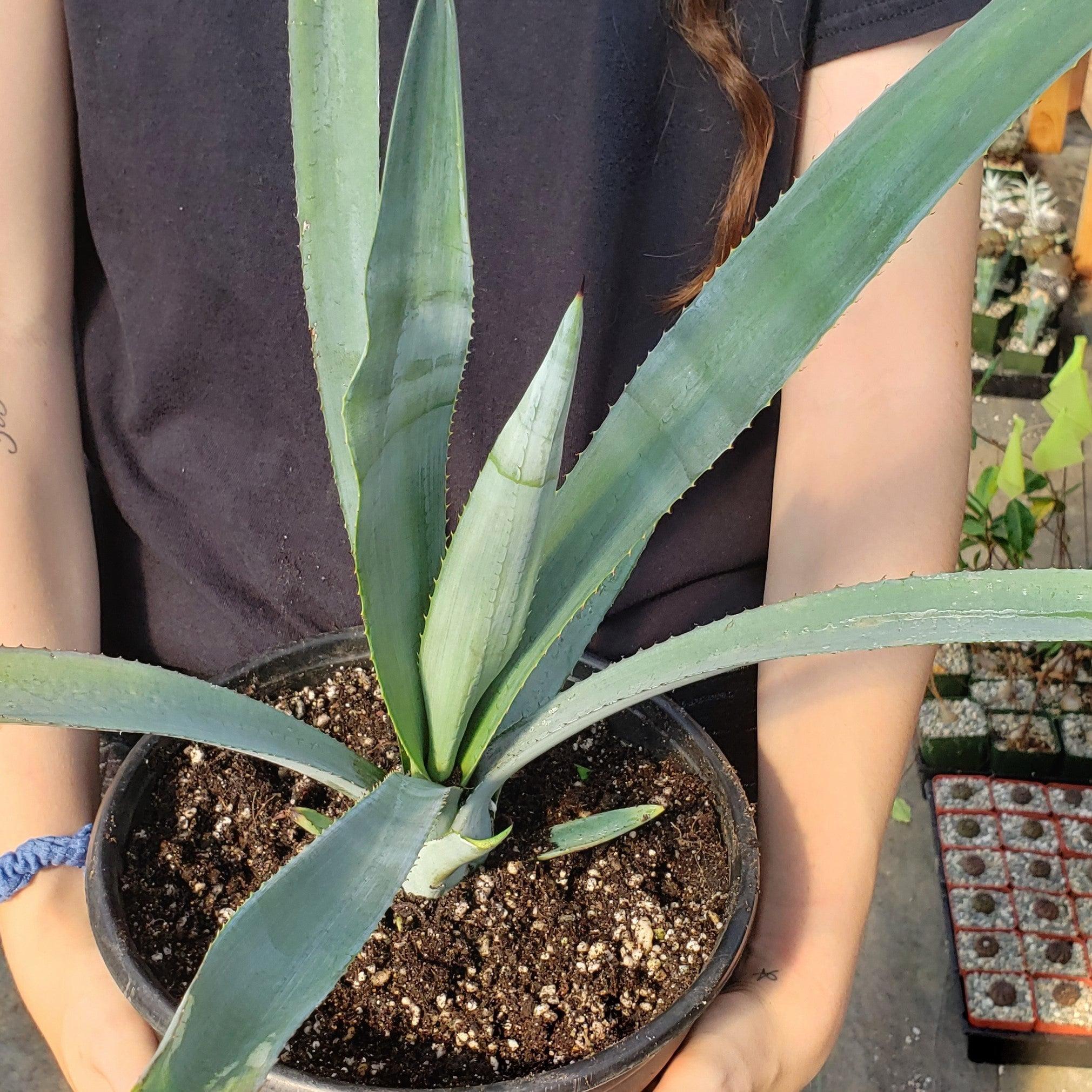 Fast Growing Succulents