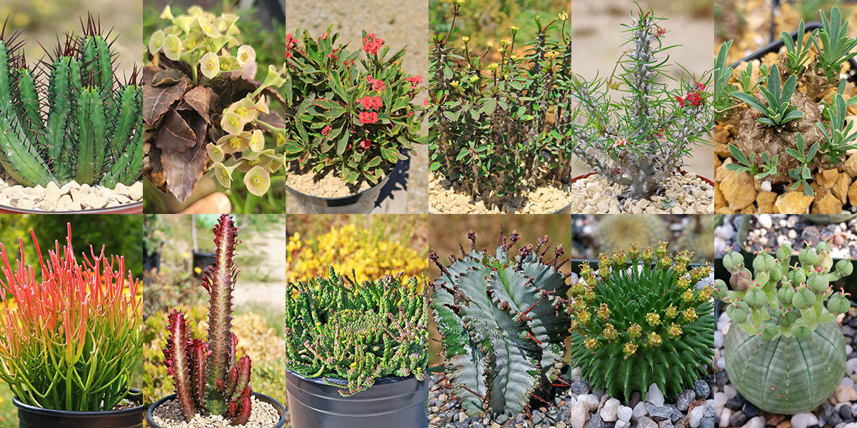 Euphorbia Succulent Plants - Everything You Need To Know!