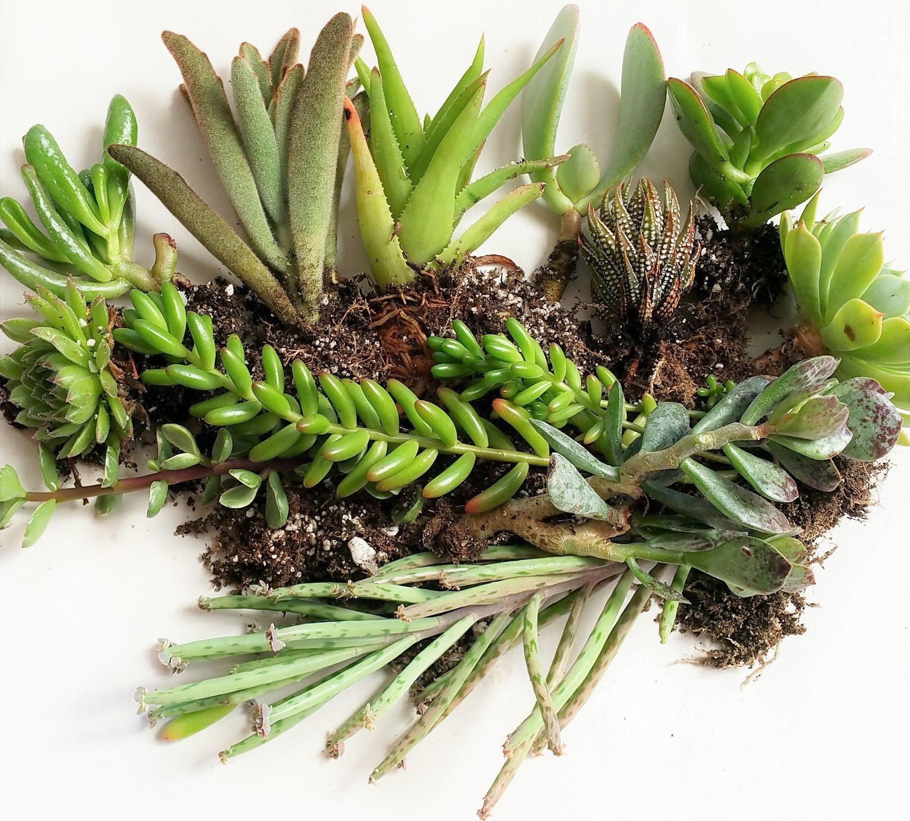 Succulent Growth Forms